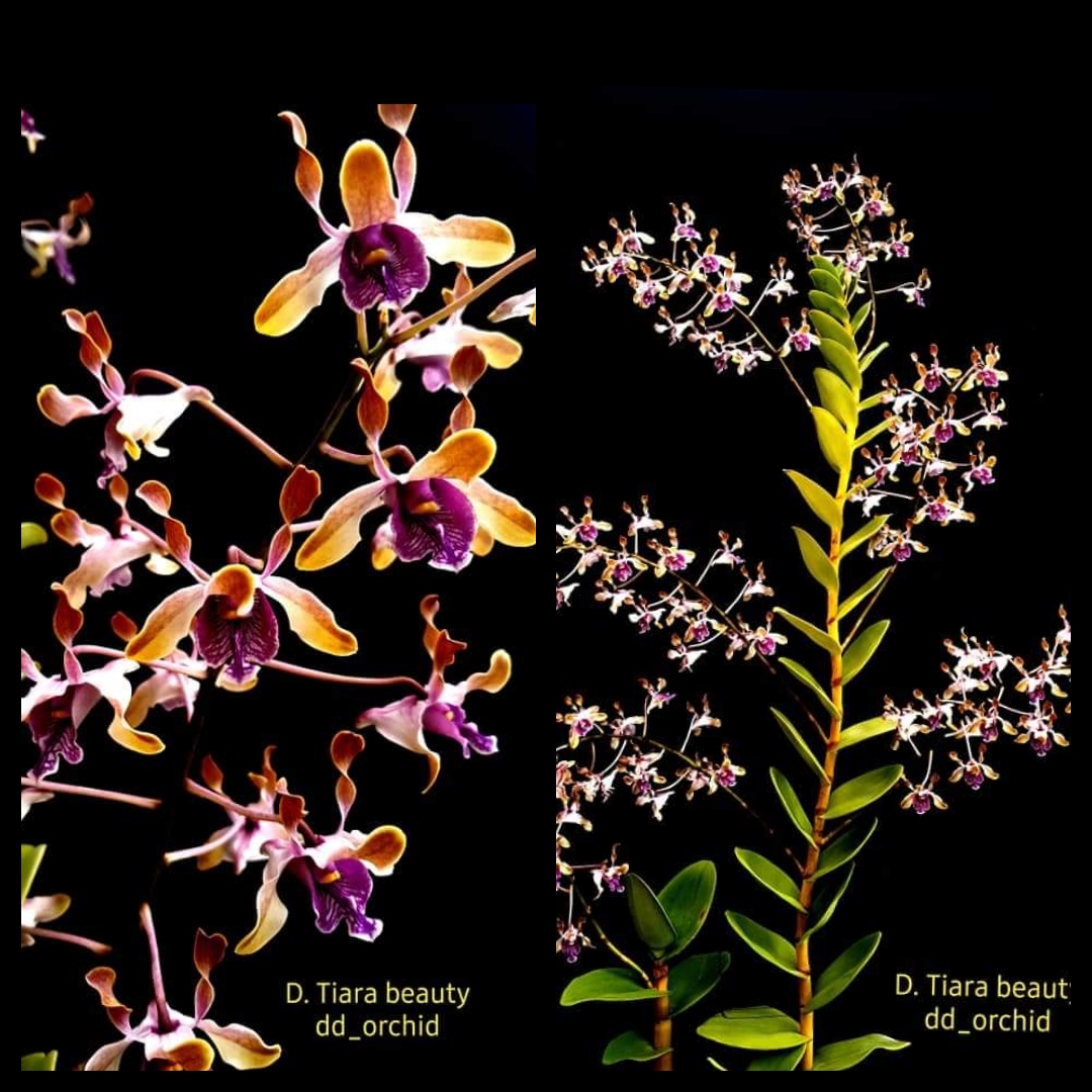 Kagama Orchids Bergerak Kagama